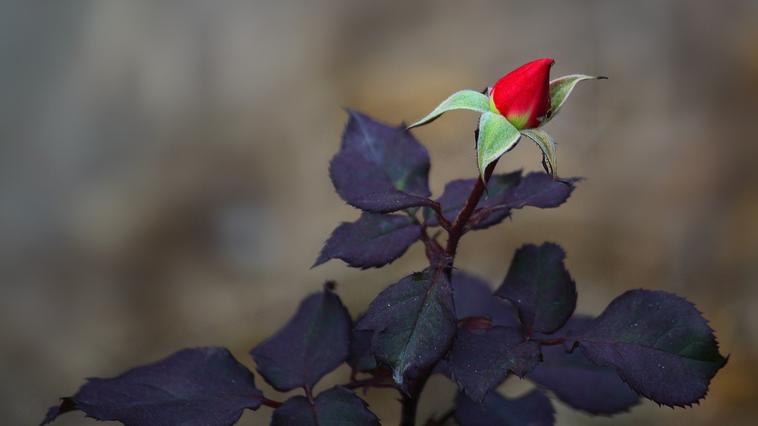 本地搭建网站IP访问统计