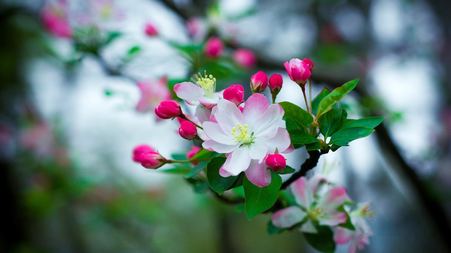 写了两个随机小姐姐视频的Api代码