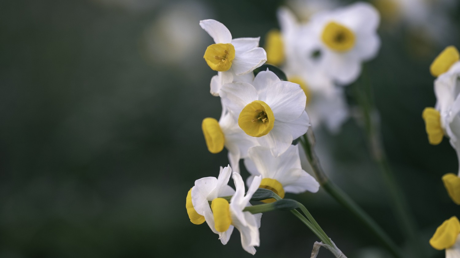 本地搭建网站IP访问统计