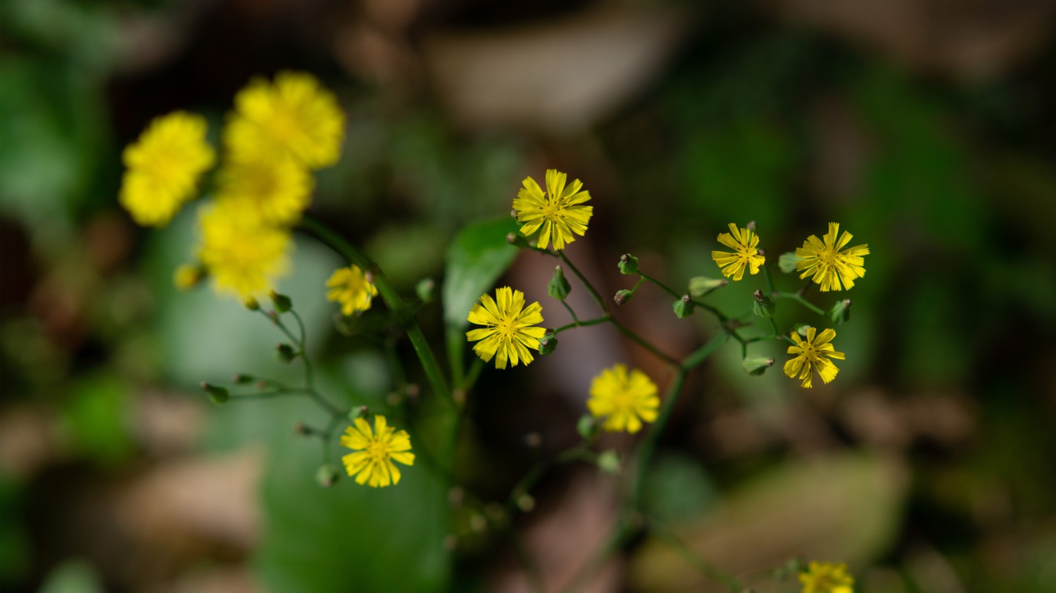 一个简易的照片墙效果页面代码