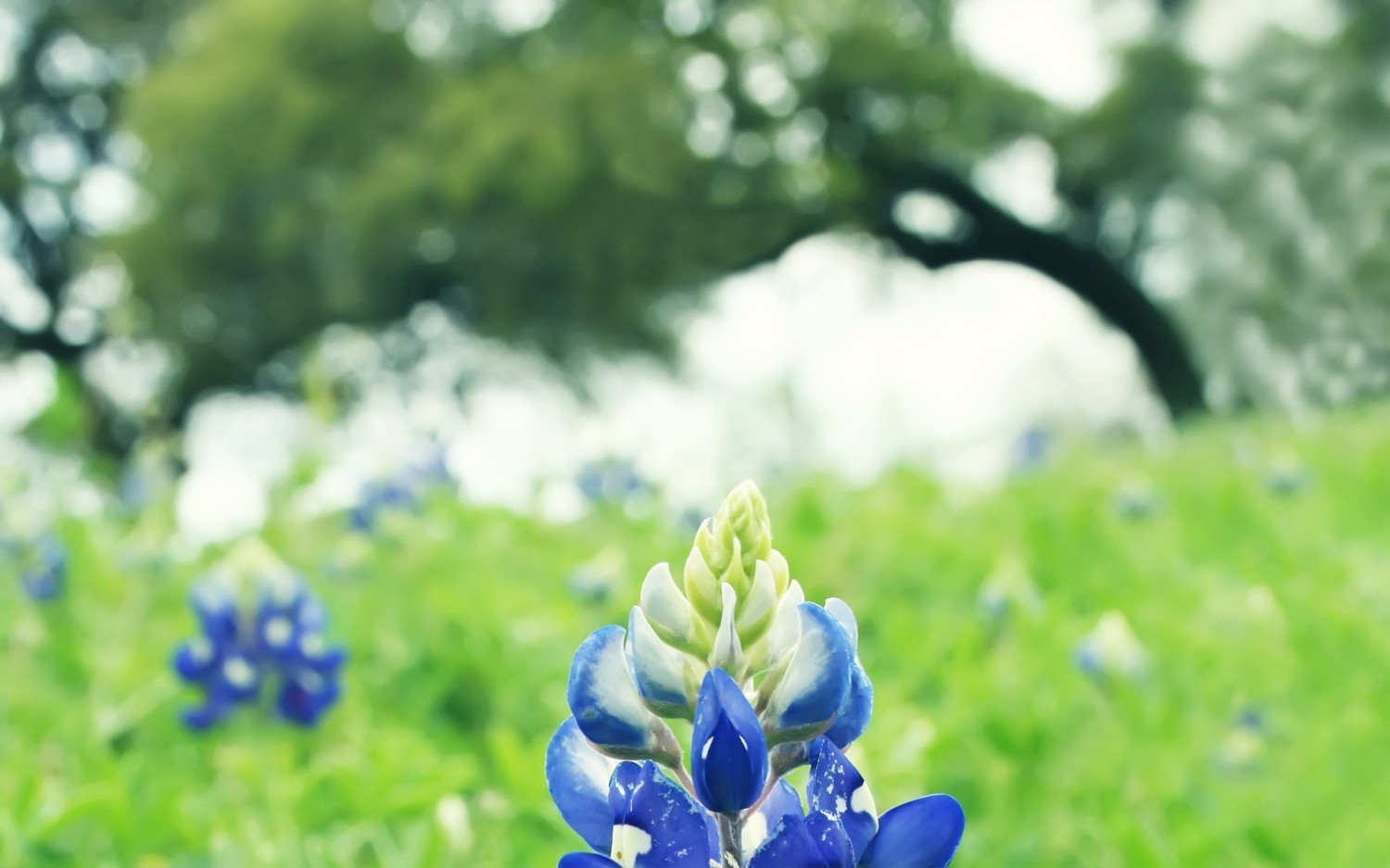 搭建个人防盗链图床
