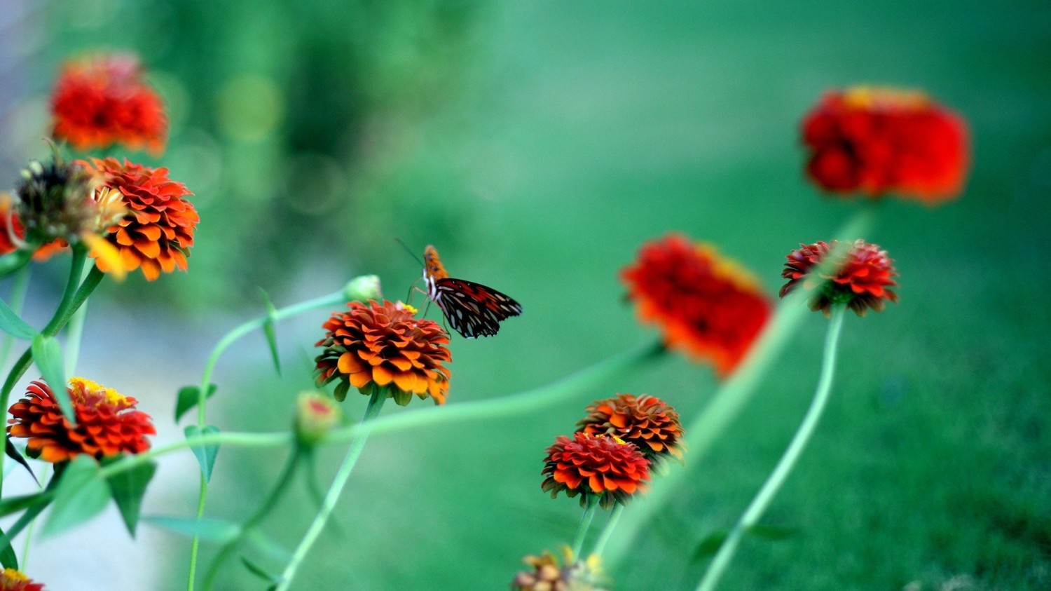 HTML5版本3D电子相册