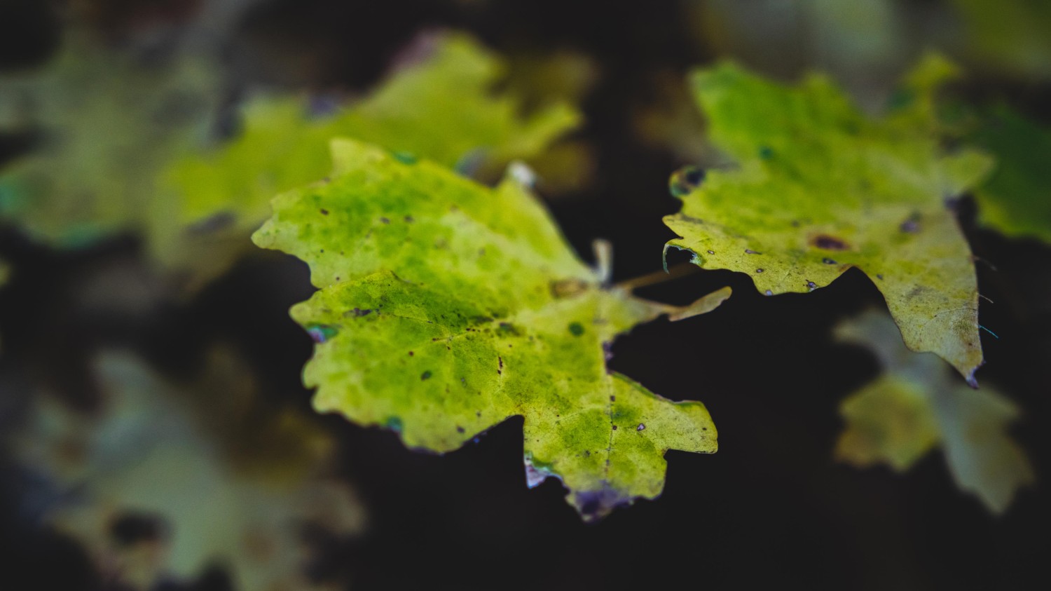 搭建个人防盗链图床