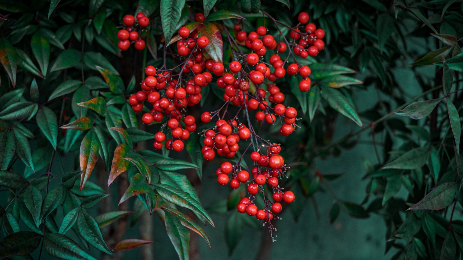 本地搭建网站IP访问统计