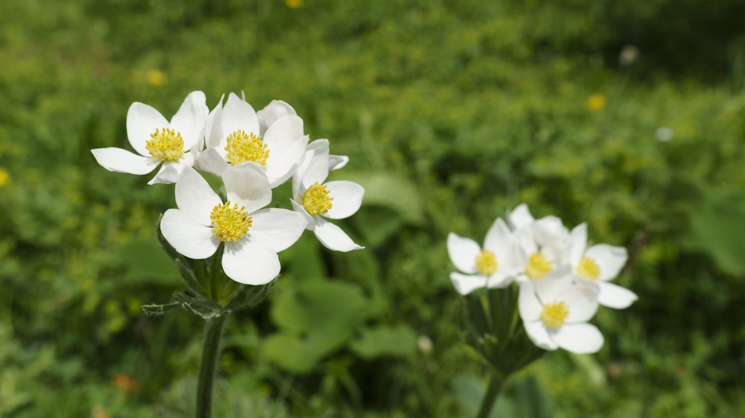 本地搭建网站IP访问统计