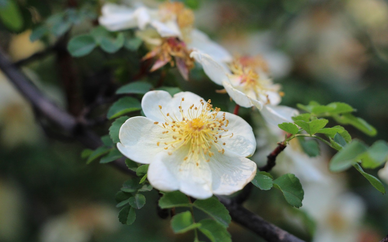 开源简易站点统计2.0