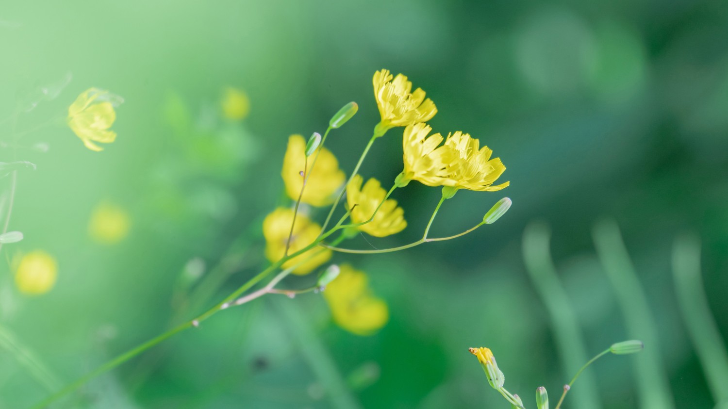 写了两个随机小姐姐视频的Api代码