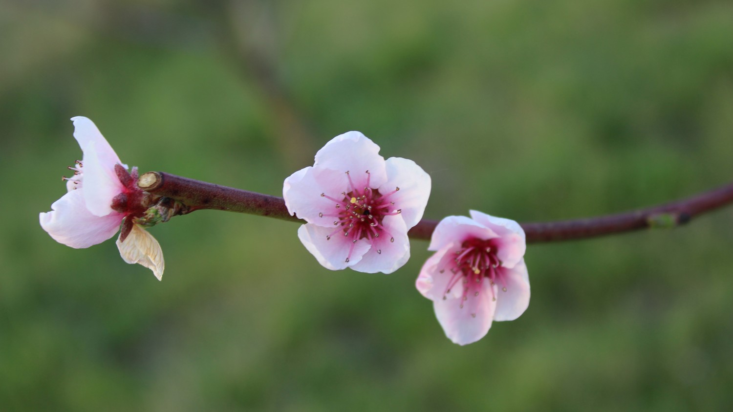 搭建个人防盗链图床