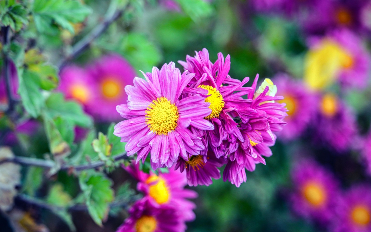 开源简易站点统计2.0