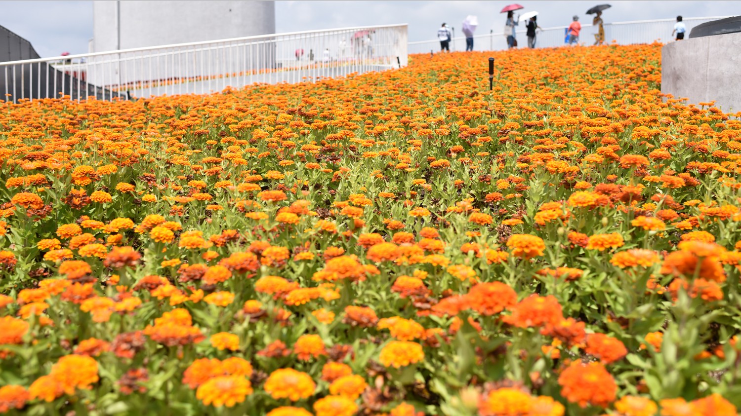 写了两个随机小姐姐视频的Api代码