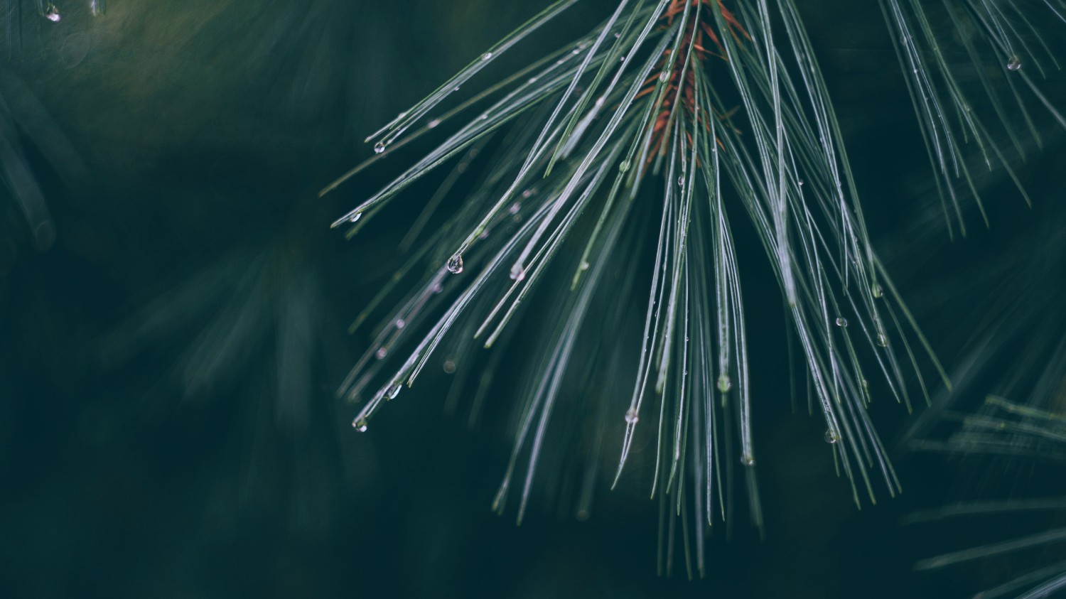 本地搭建网站IP访问统计