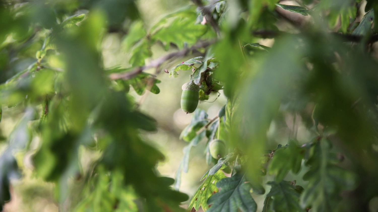 写了两个随机小姐姐视频的Api代码