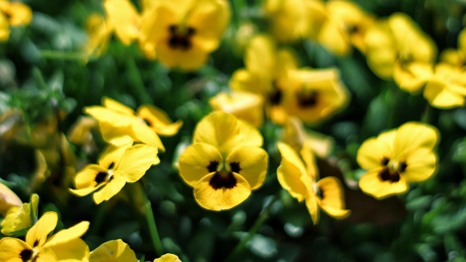 本地搭建网站IP访问统计