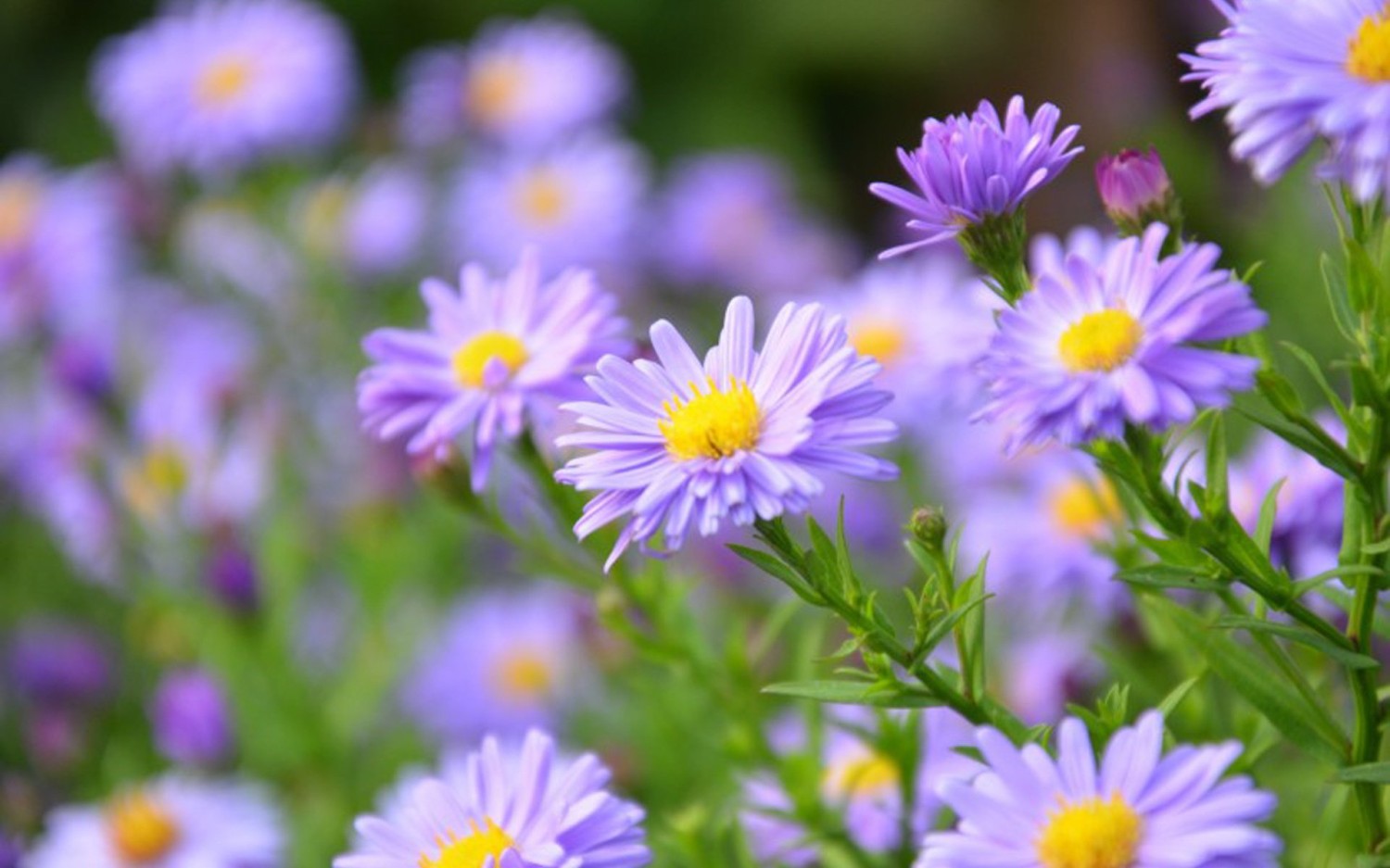 开源简易站点统计2.0