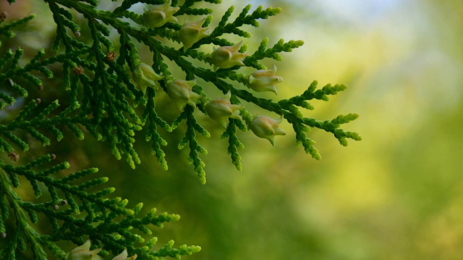 使用cmd命令查、修、删、文件 目录