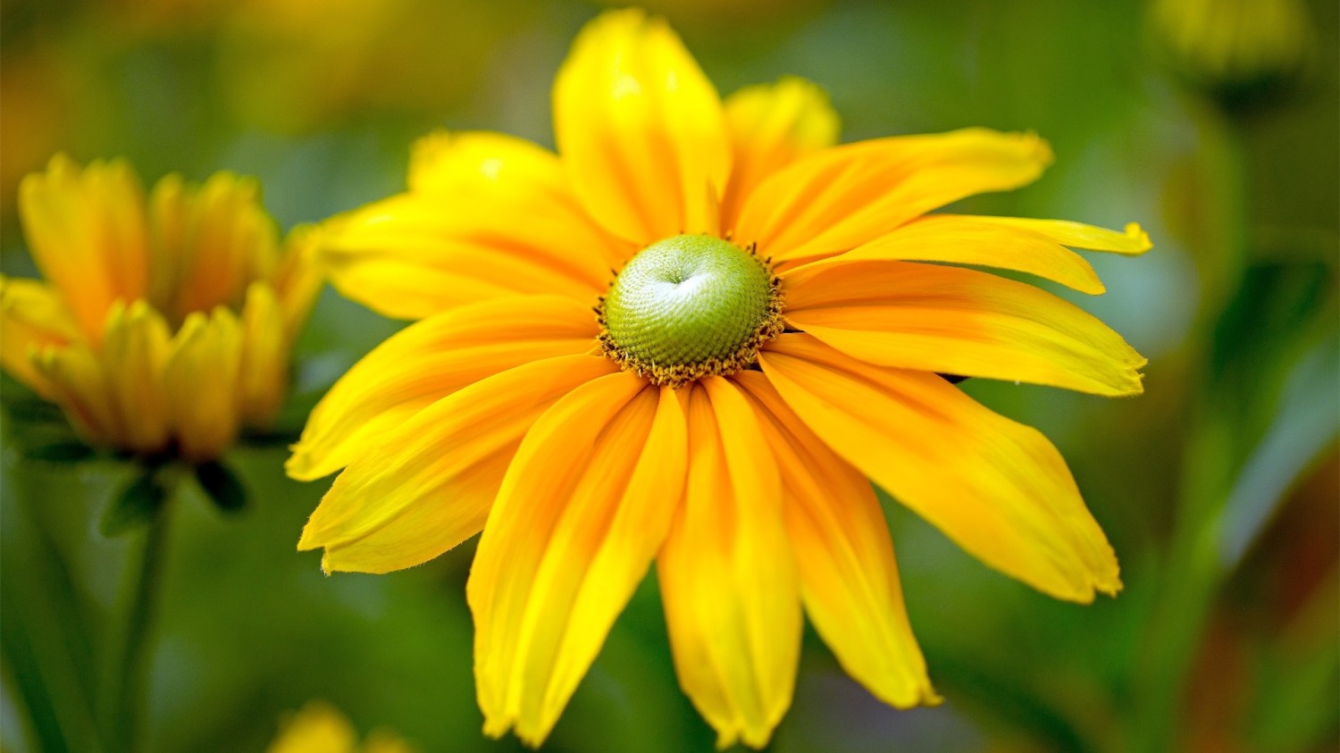 写了两个随机小姐姐视频的Api代码