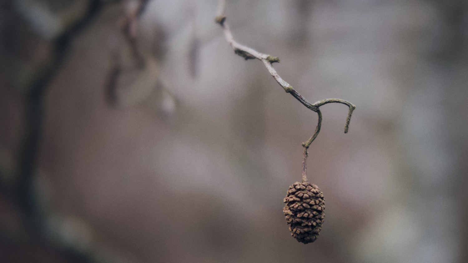 本地搭建网站IP访问统计