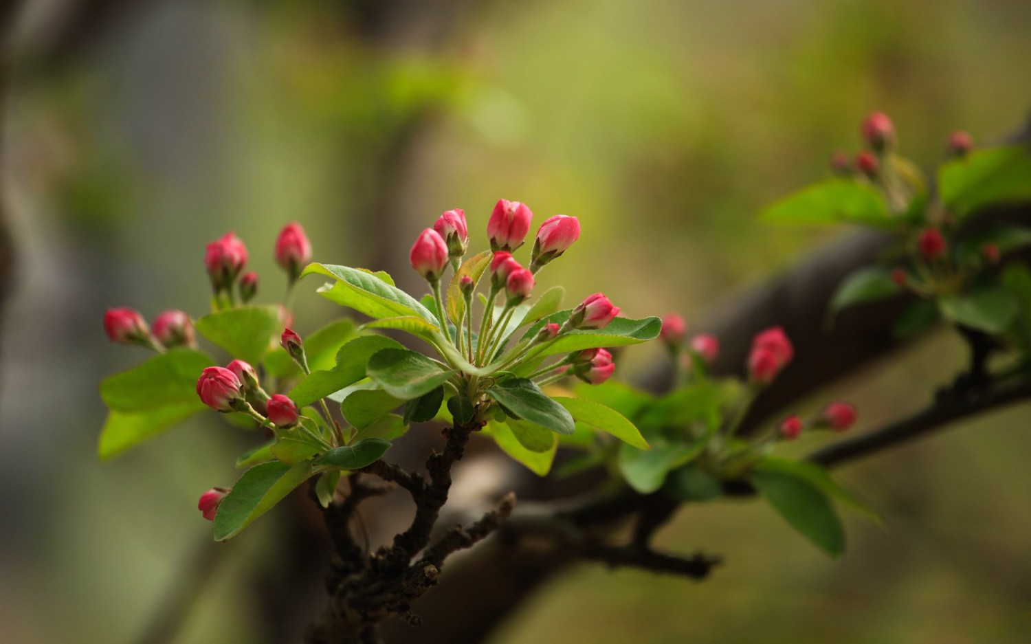 搭建个人防盗链图床