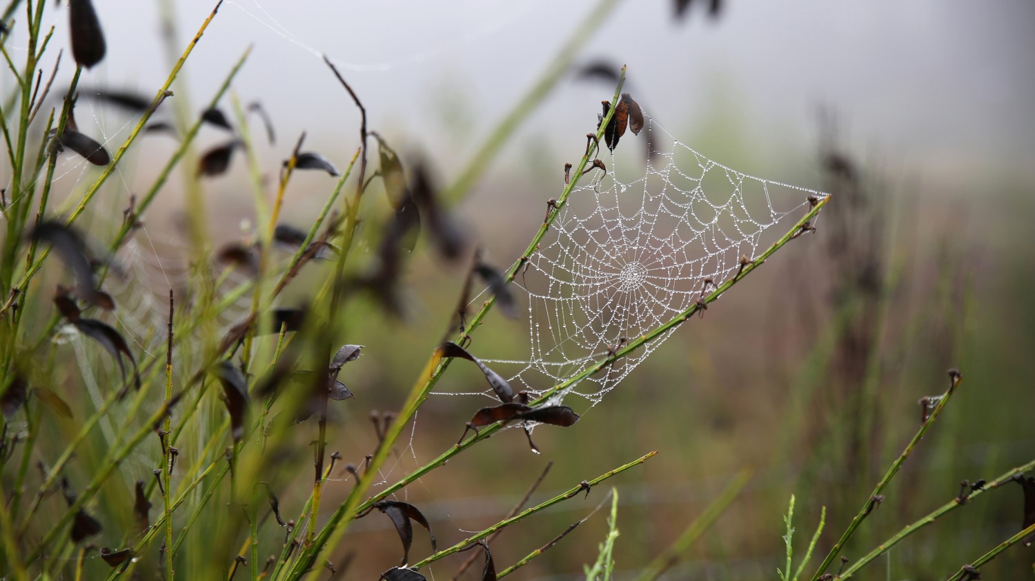 开源分享一个基于Php写的短网址小程序