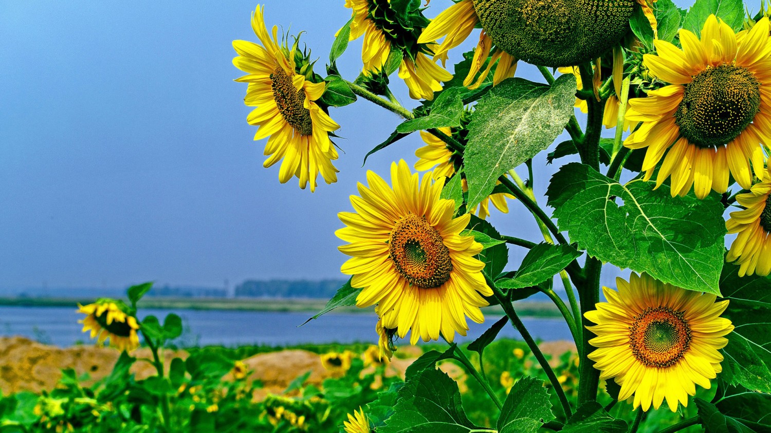 写了两个随机小姐姐视频的Api代码