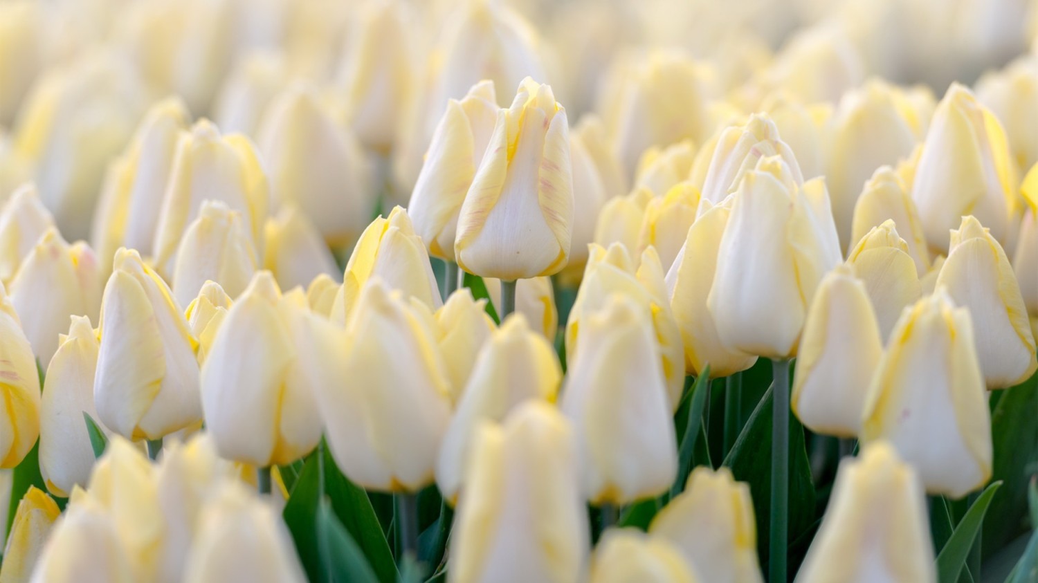 写了两个随机小姐姐视频的Api代码