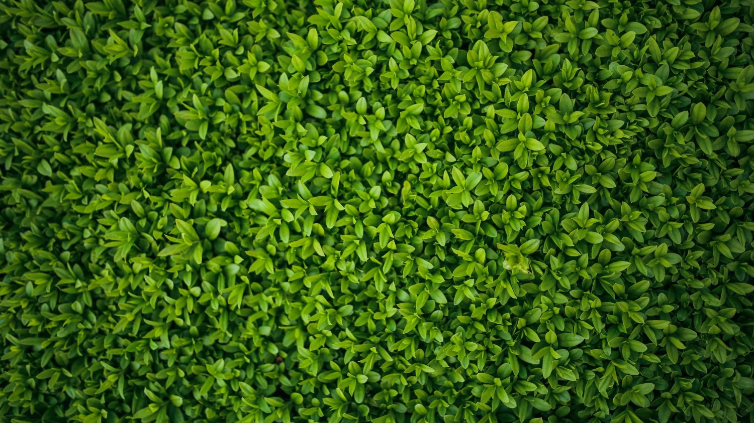 搭建个人防盗链图床