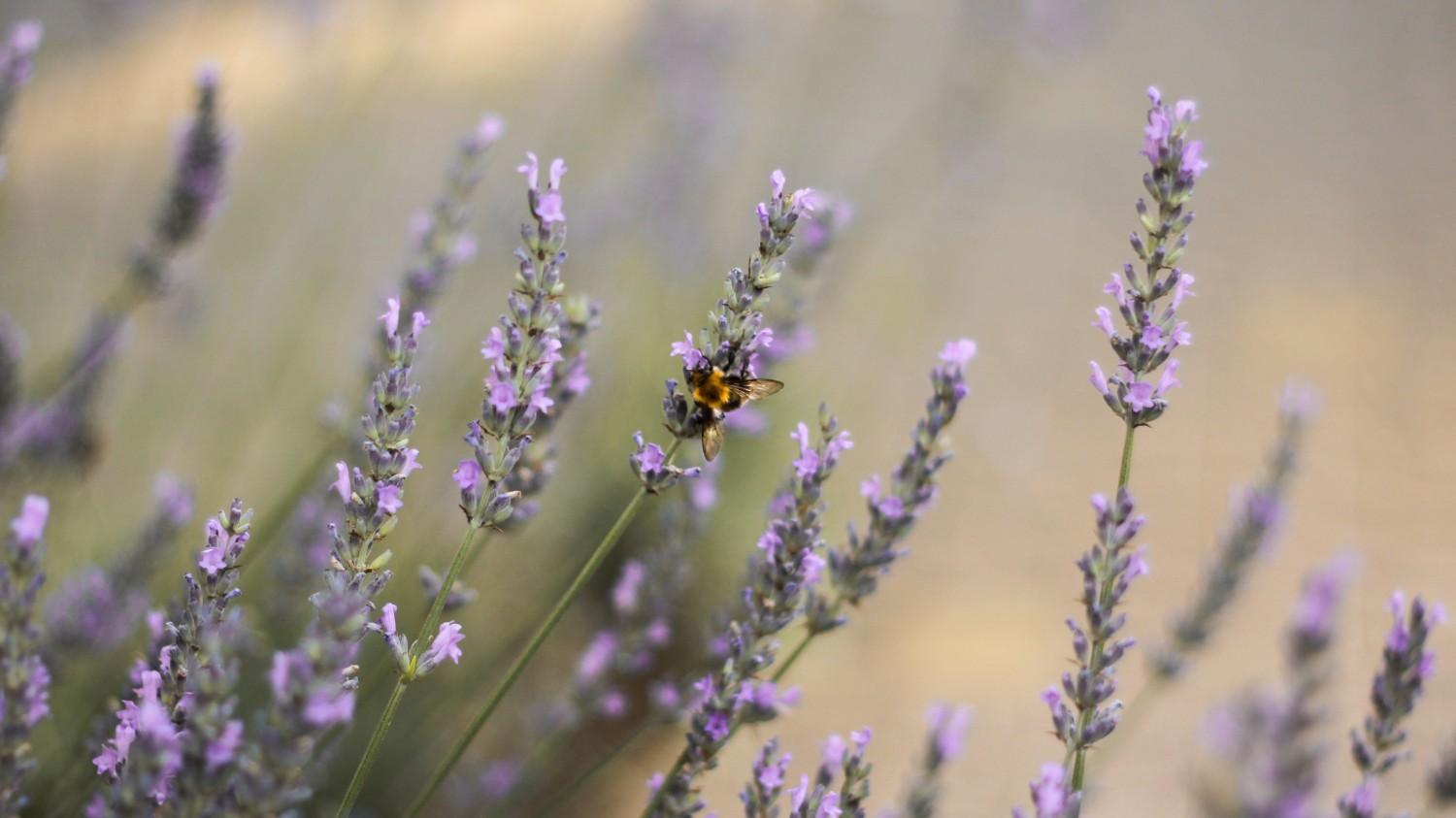 搭建自己的 Gravatar+QQ图像 镜像站