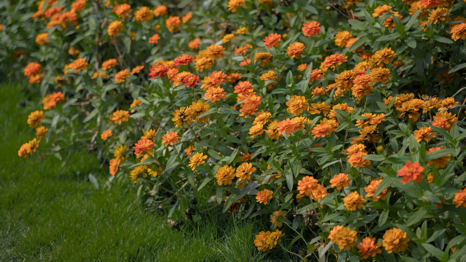 写了两个随机小姐姐视频的Api代码