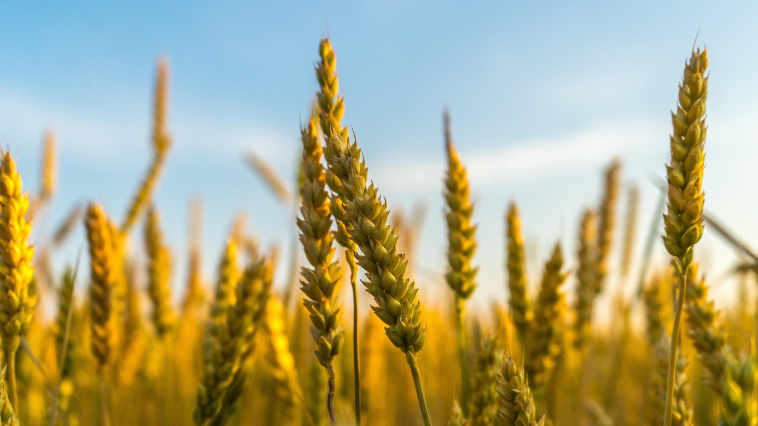 写了两个随机小姐姐视频的Api代码