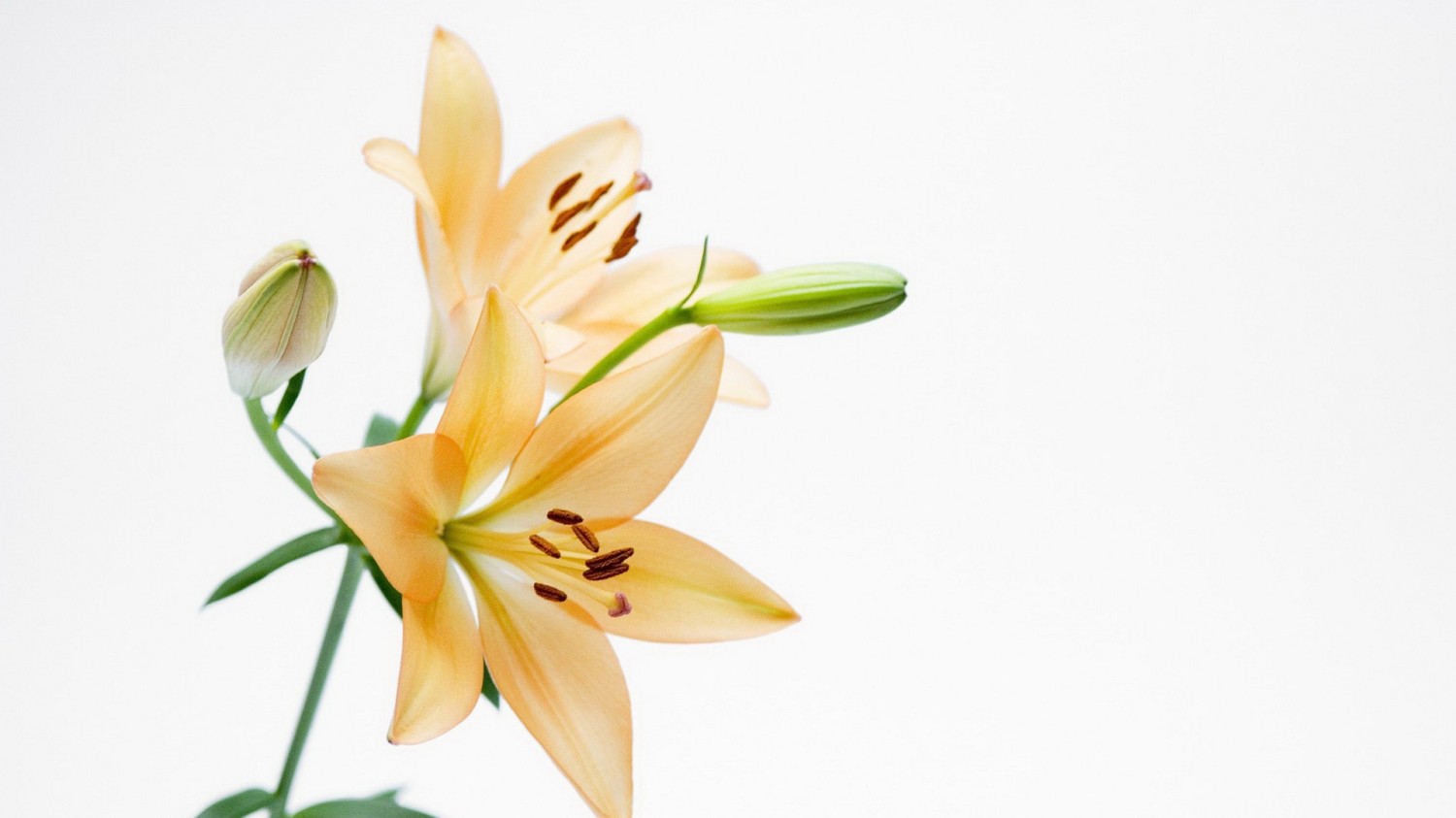 写了两个随机小姐姐视频的Api代码