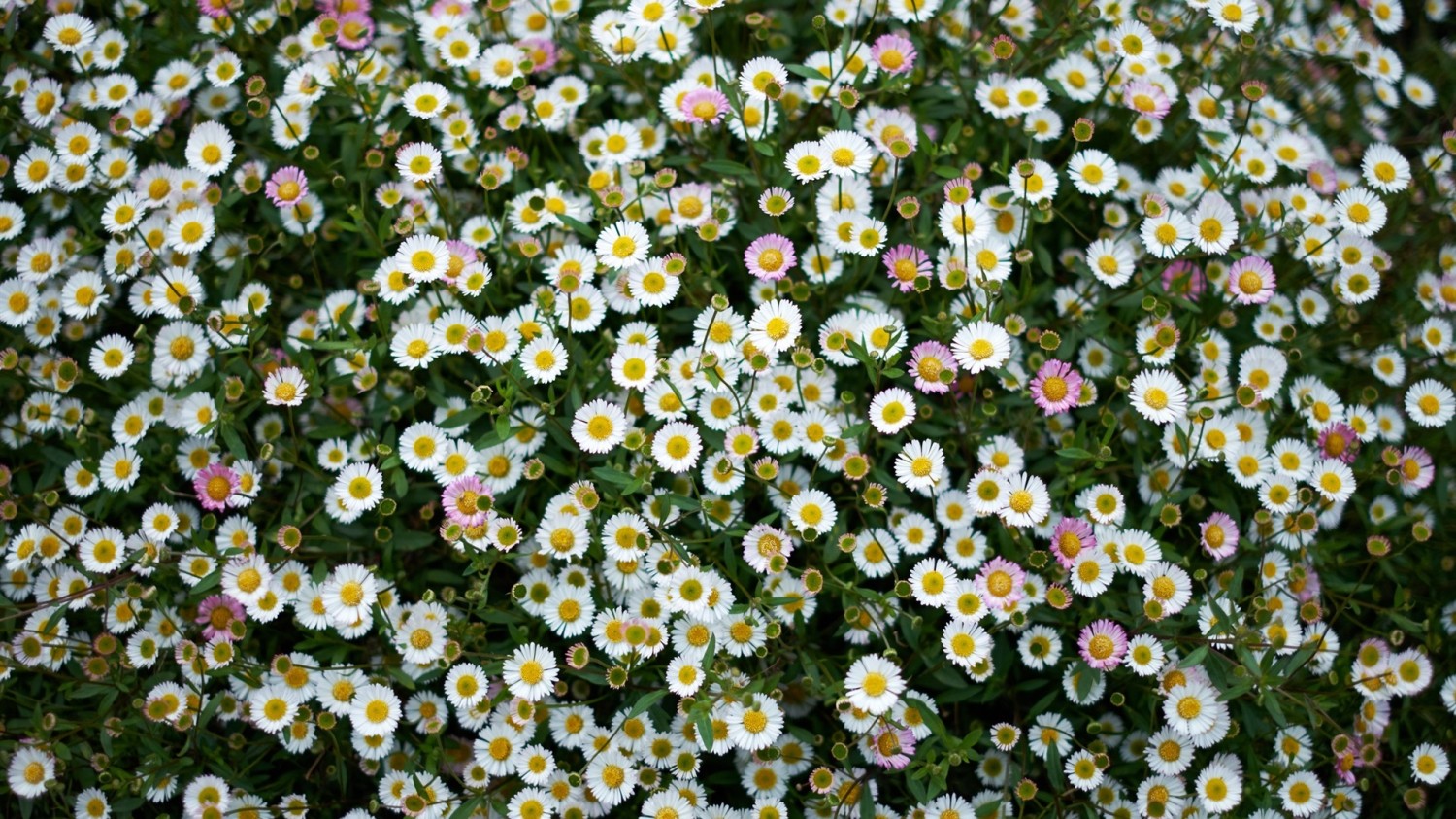 开源简易站点统计2.0