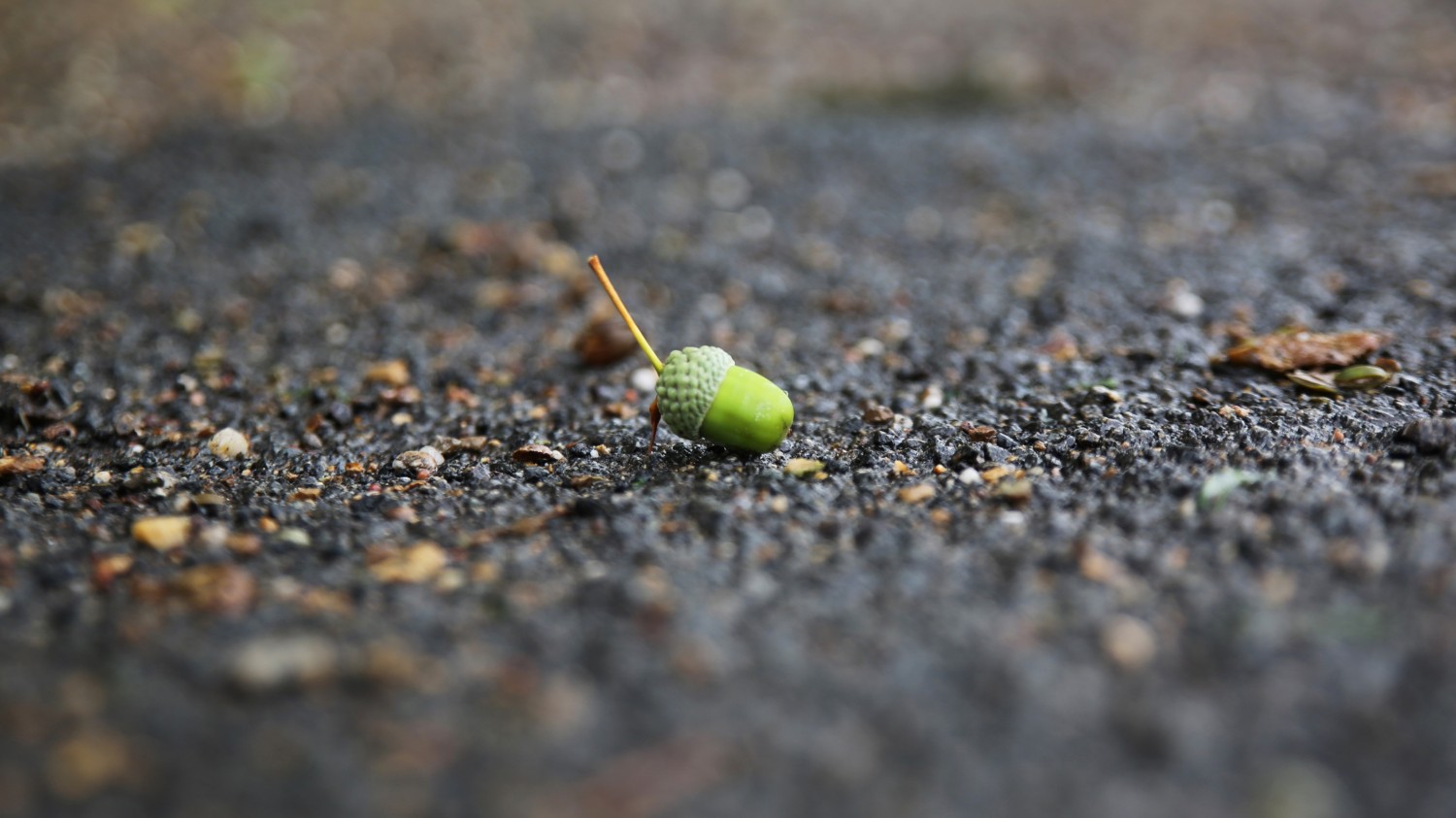 写了两个随机小姐姐视频的Api代码