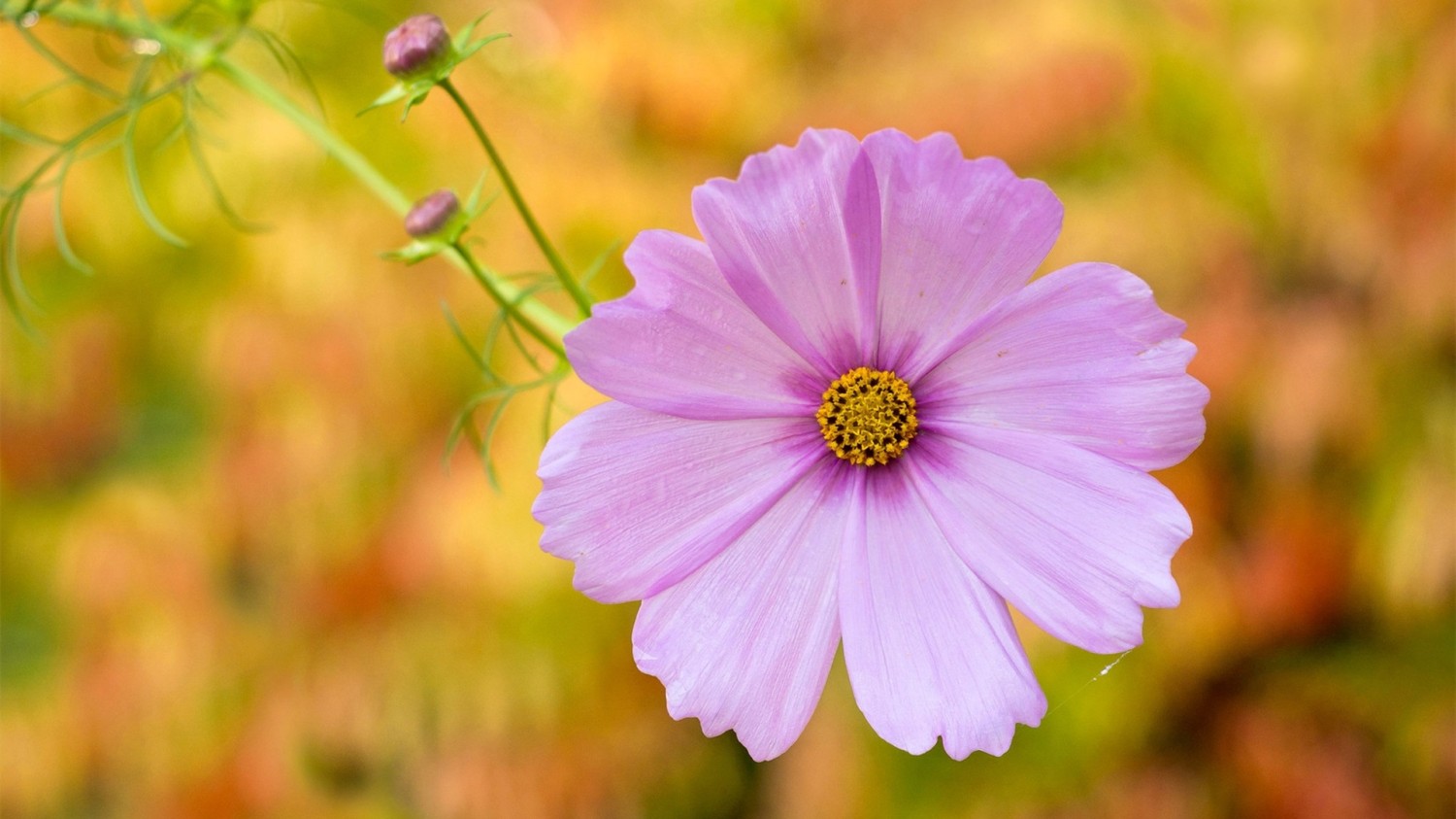 搭建个人防盗链图床