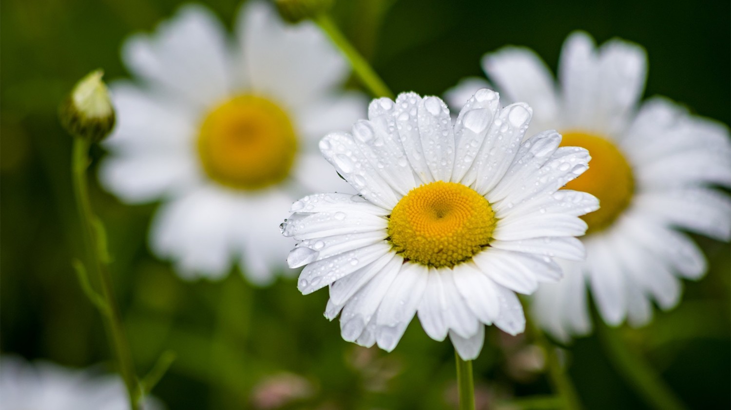 本地搭建网站IP访问统计