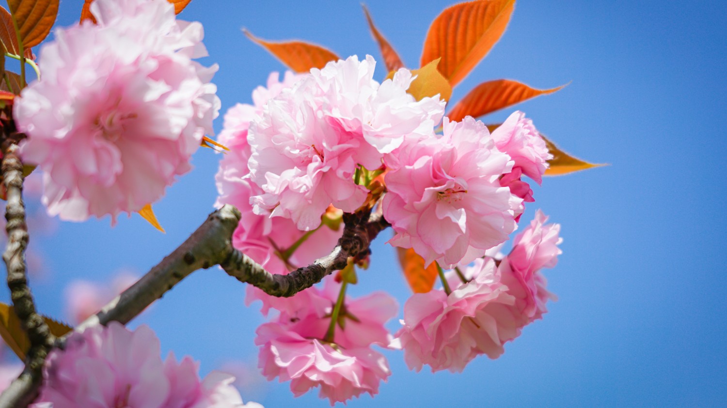 一个简易版正则字符生成器