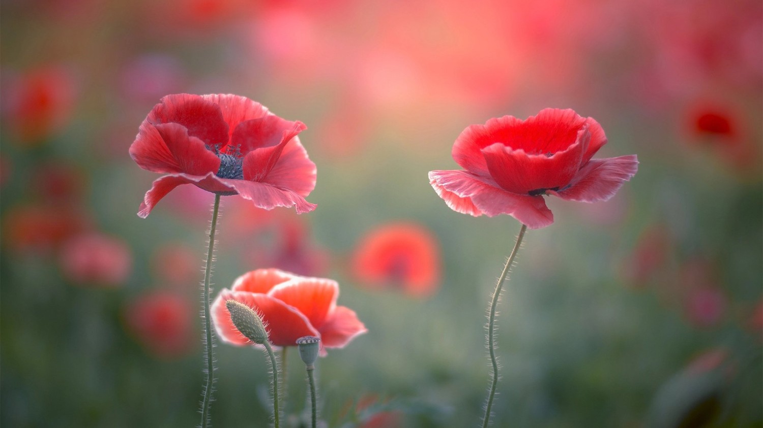 Volumill 安装方法