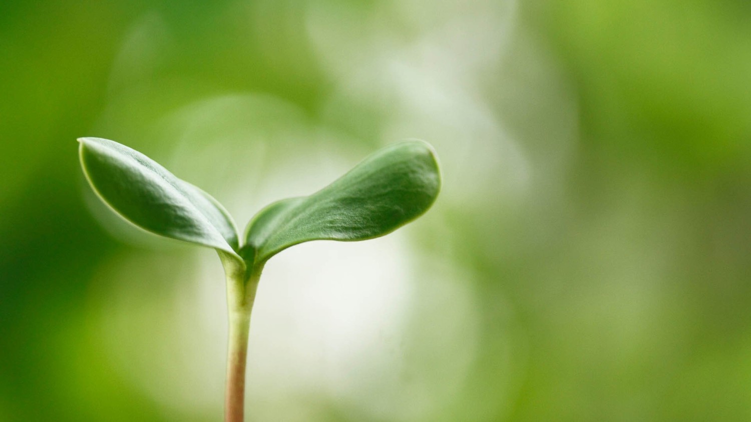 搭建个人防盗链图床