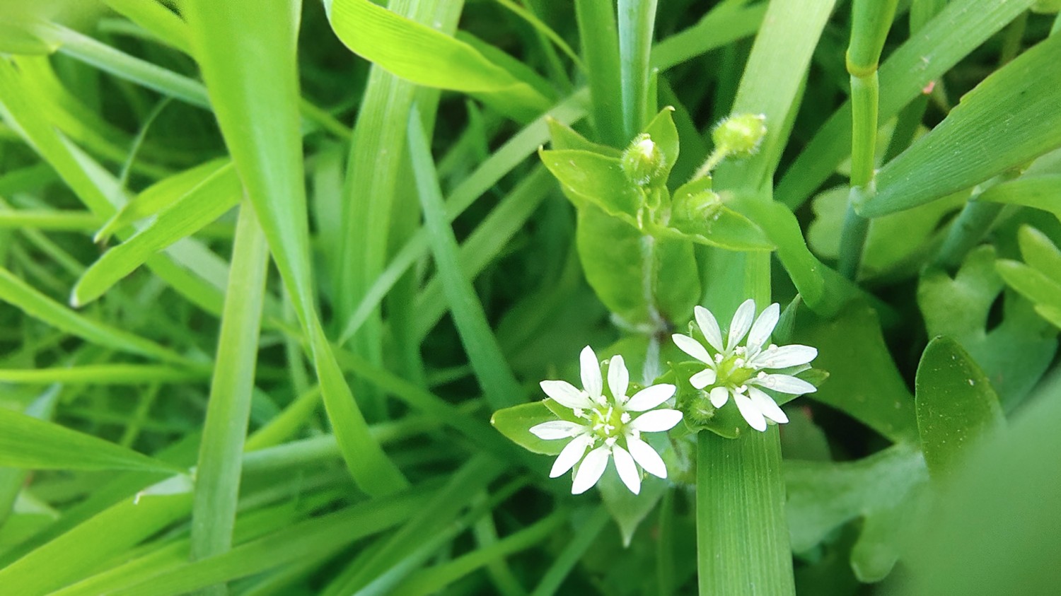 给网页地址生成一个二维码