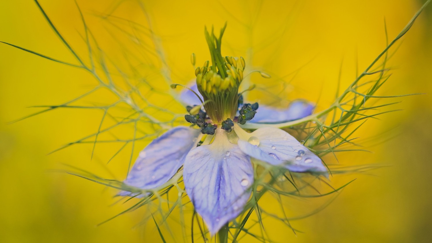 CFT的优选IP使用方法