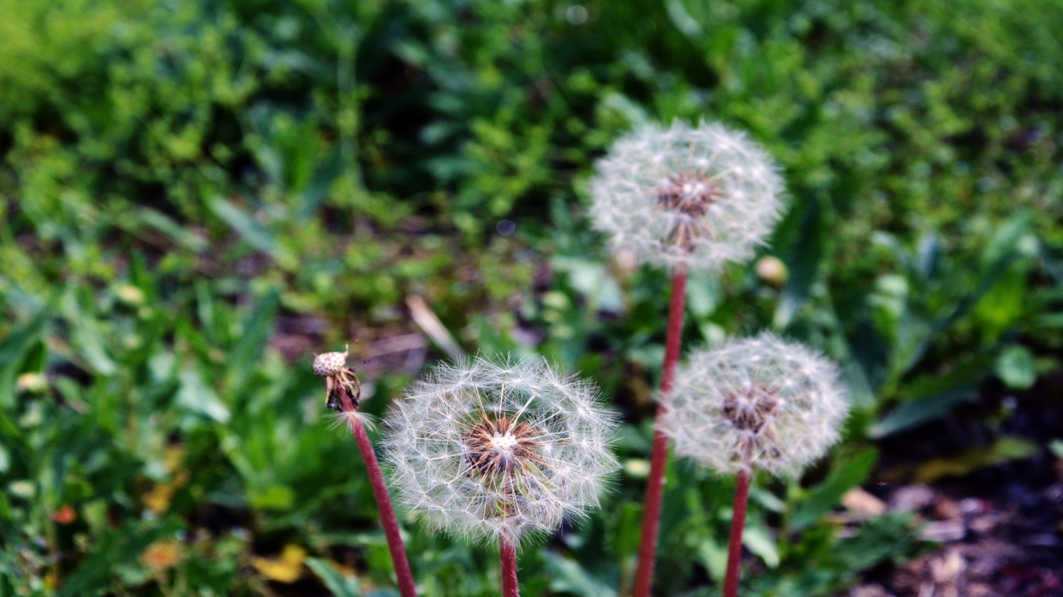 搭建个人防盗链图床