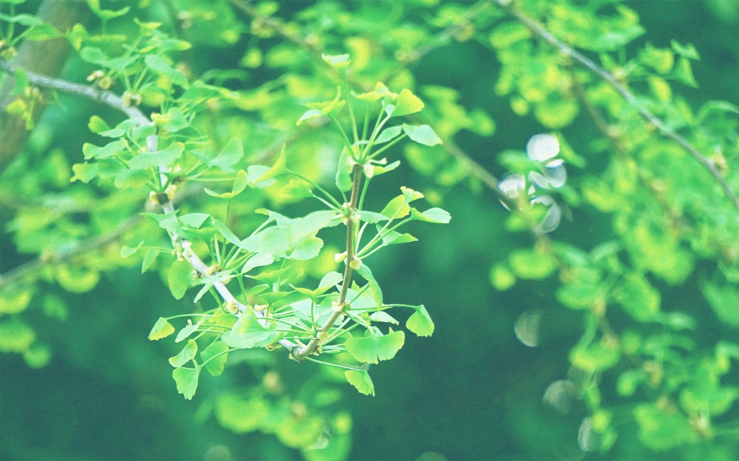 写了两个随机小姐姐视频的Api代码