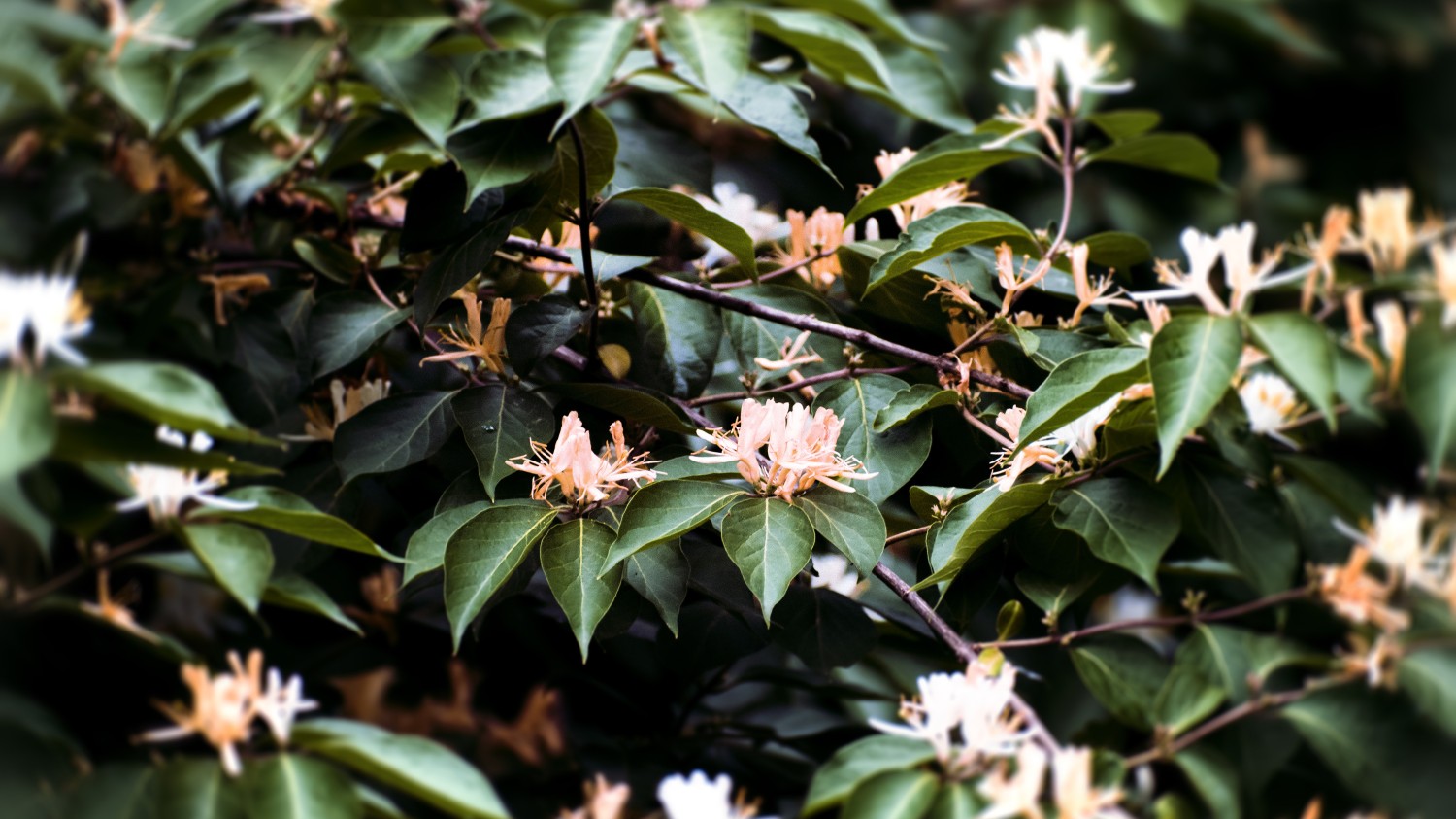 本地搭建网站IP访问统计