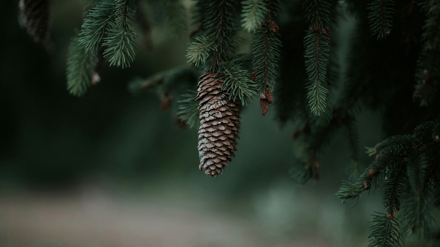 页面链接全部使用新窗口打开