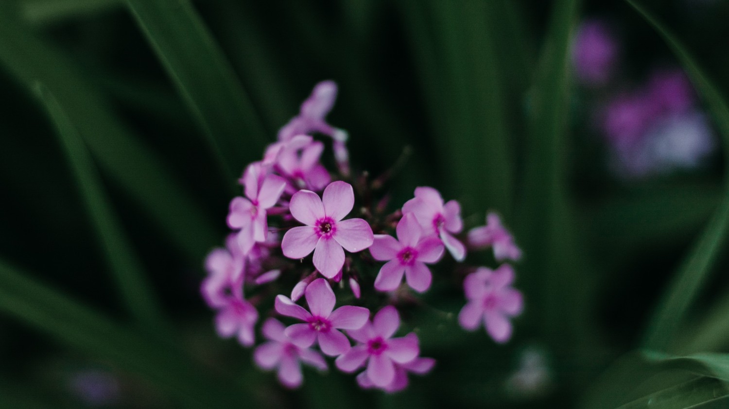 写了两个随机小姐姐视频的Api代码