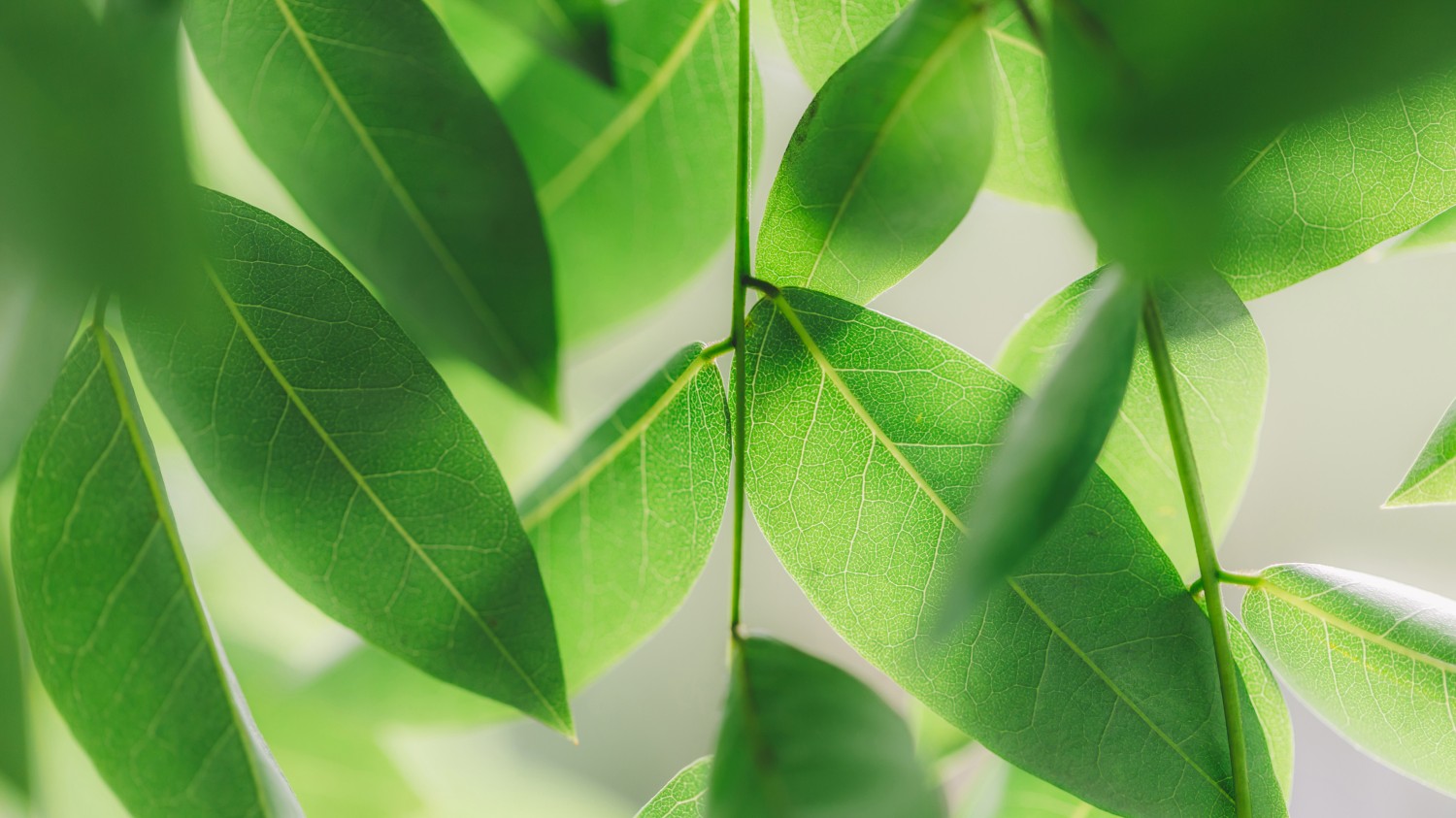 防止文章附件被盗链，单文件解决方法