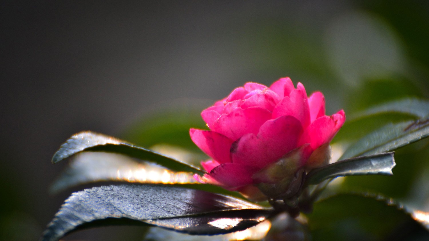 搭建个人防盗链图床