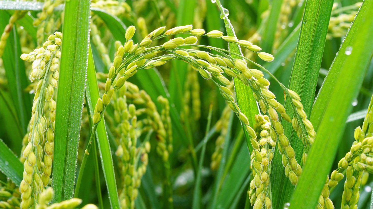 写了两个随机小姐姐视频的Api代码