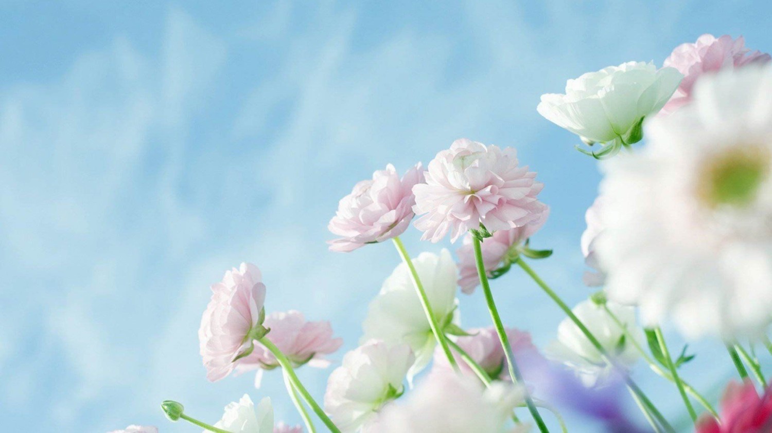 写了两个随机小姐姐视频的Api代码