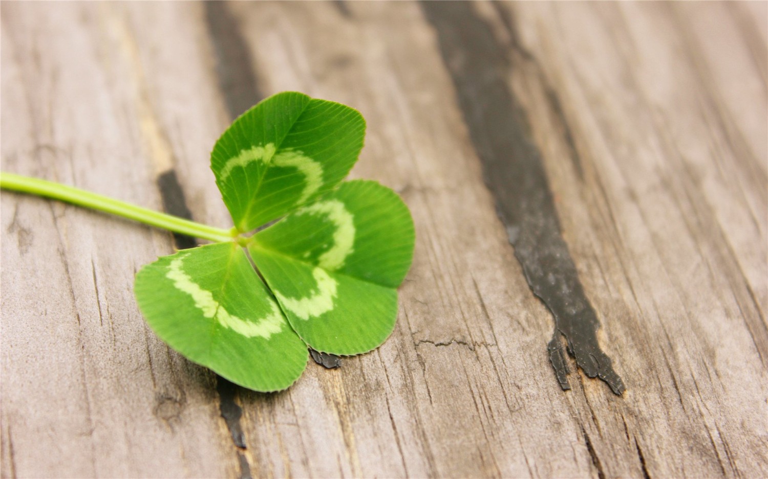 写了两个随机生成图片的Api代码