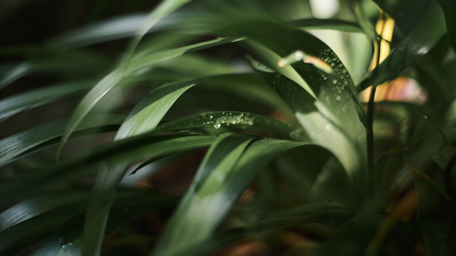 写了两个随机小姐姐视频的Api代码